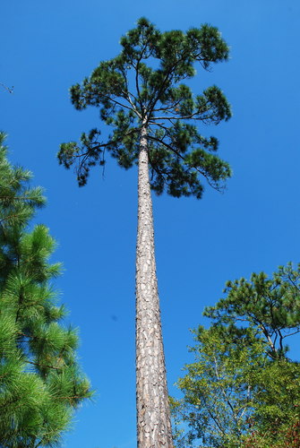 slash pine