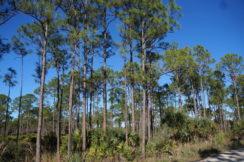 slash pine