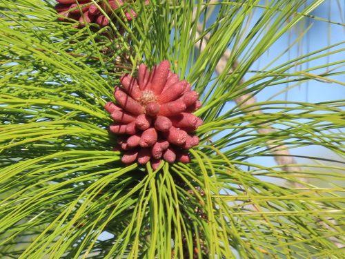 slash pine
