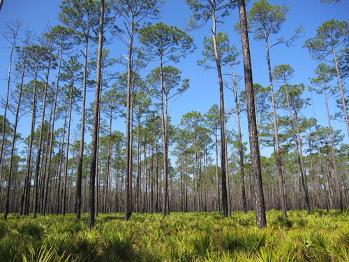 slash pine