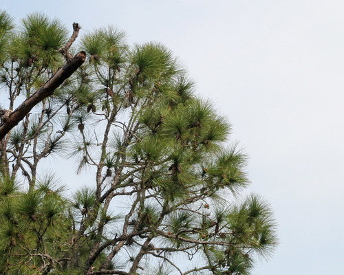 slash pine