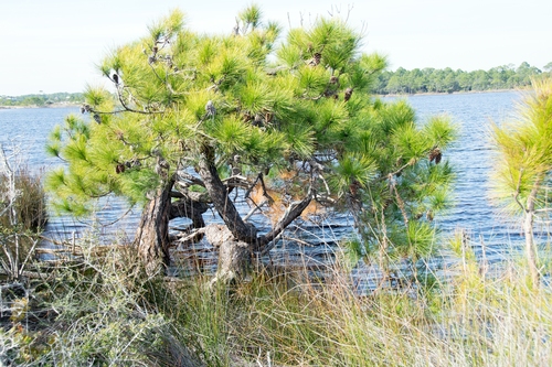 slash pine