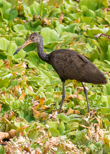 Limpkin