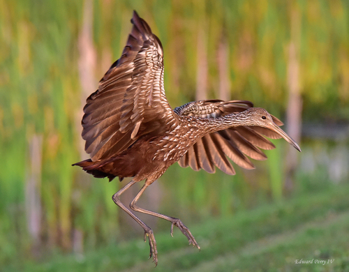 Limpkin