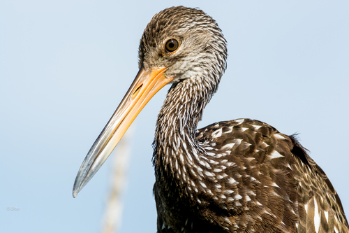 Limpkin