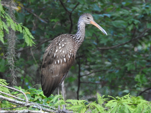 Limpkin