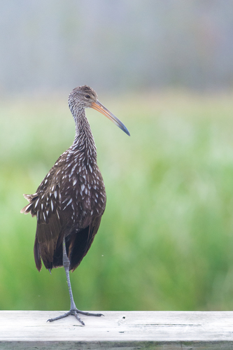 Limpkin