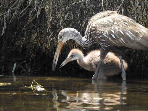 Limpkin