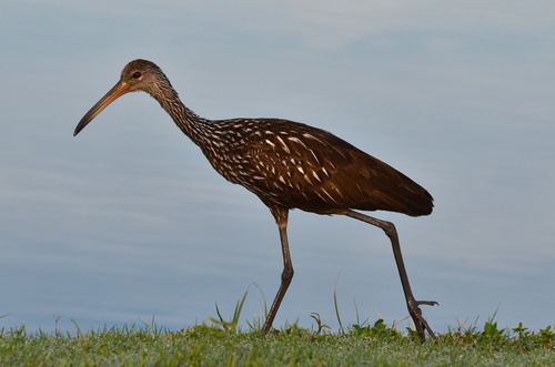Limpkin