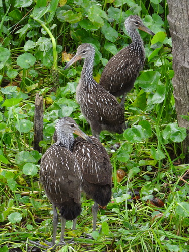 Limpkin