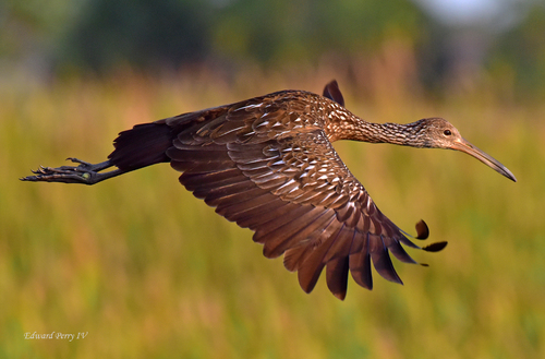 Limpkin