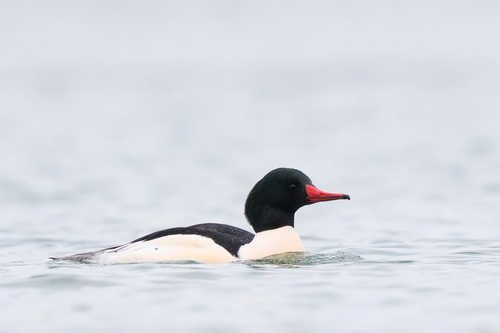 Common Merganser