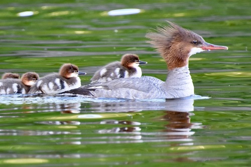 Common Merganser