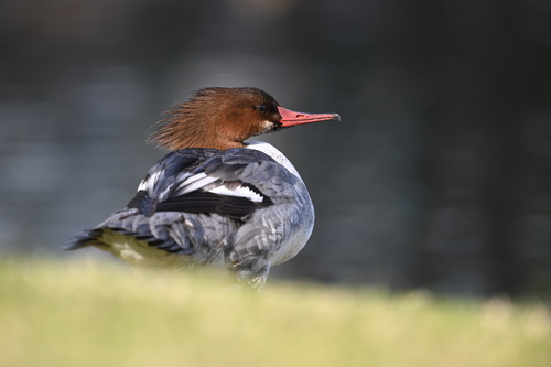 Common Merganser