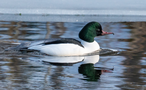 Common Merganser