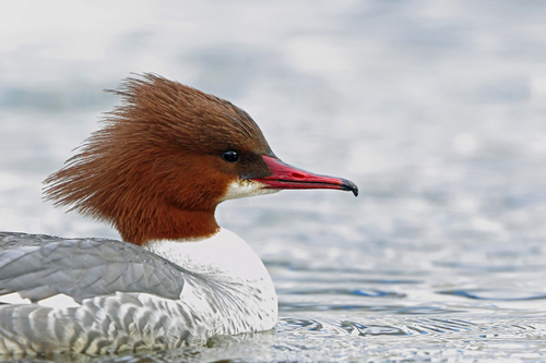 Common Merganser