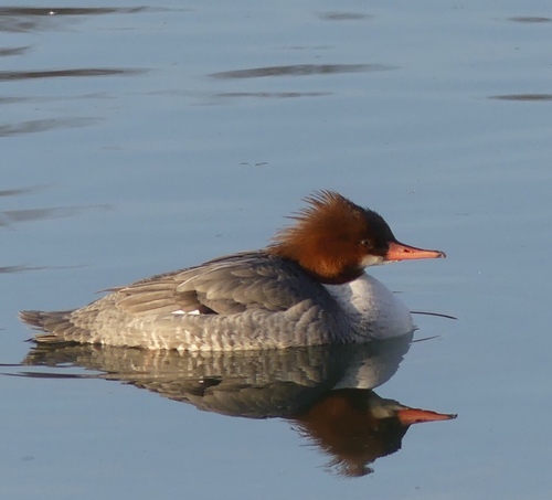 Common Merganser