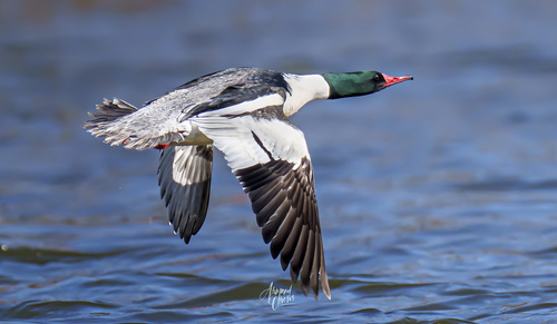Common Merganser