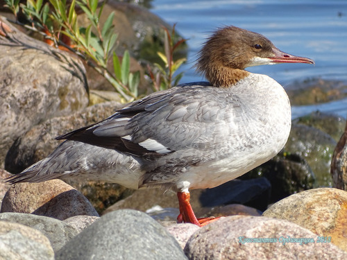 Common Merganser