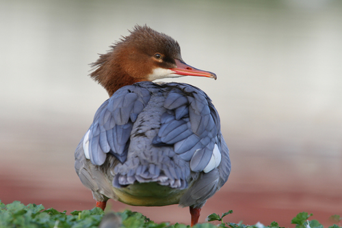 Common Merganser