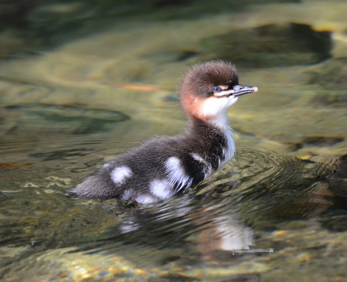 Common Merganser