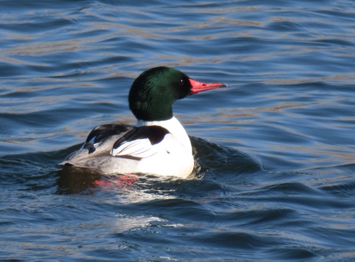 Common Merganser