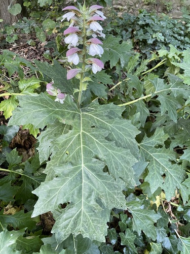 Bear's breeches