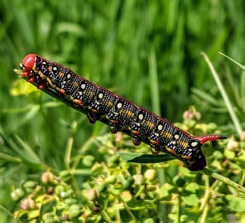 Leafy Spurge Hawkmoth