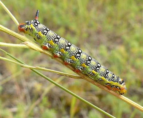 Leafy Spurge Hawkmoth