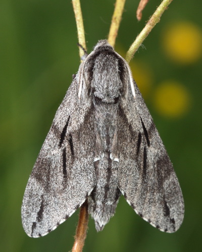 Pine Hawkmoth