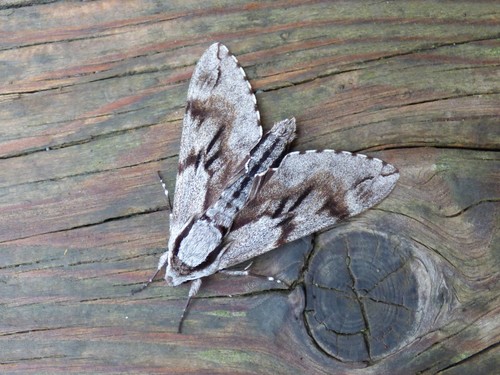 Pine Hawkmoth