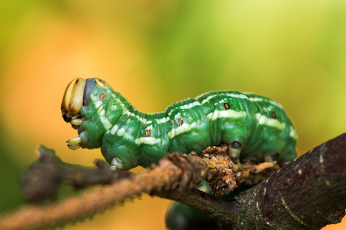 Pine Hawkmoth