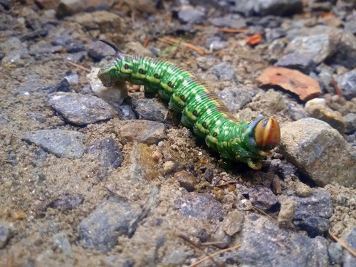 Pine Hawkmoth