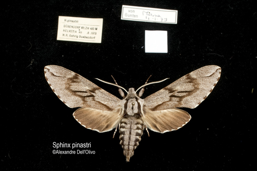Pine Hawkmoth