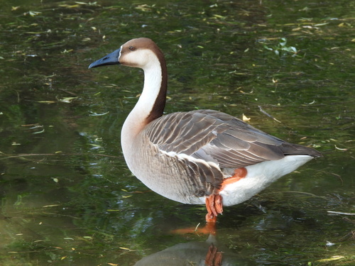 Swan Goose
