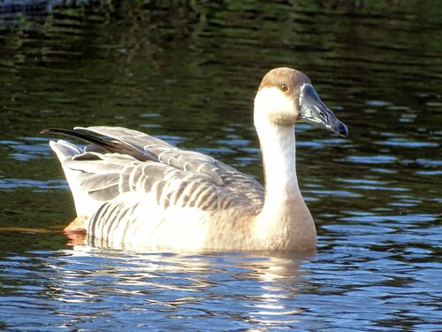 Swan Goose