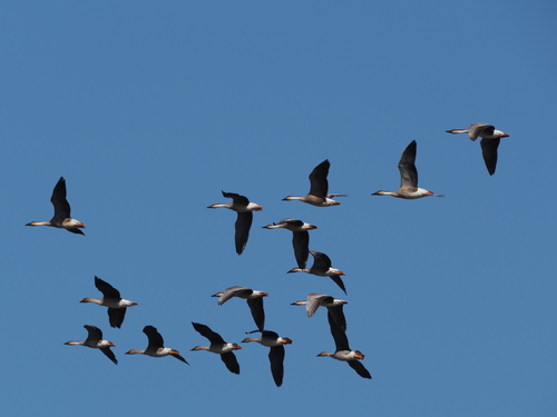 Swan Goose