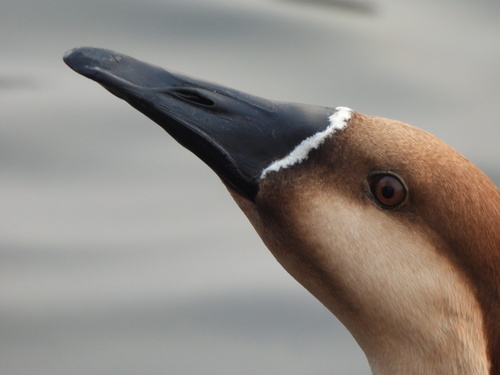 Swan Goose