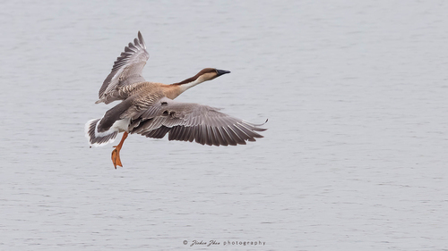 Swan Goose