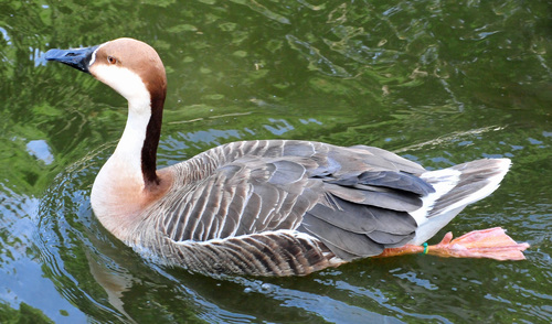 Swan Goose
