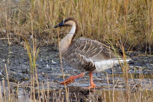Swan Goose