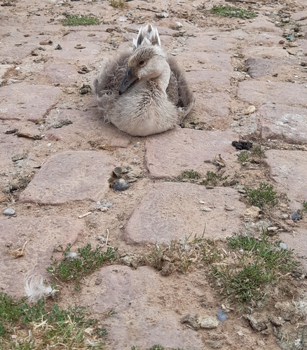 Swan Goose