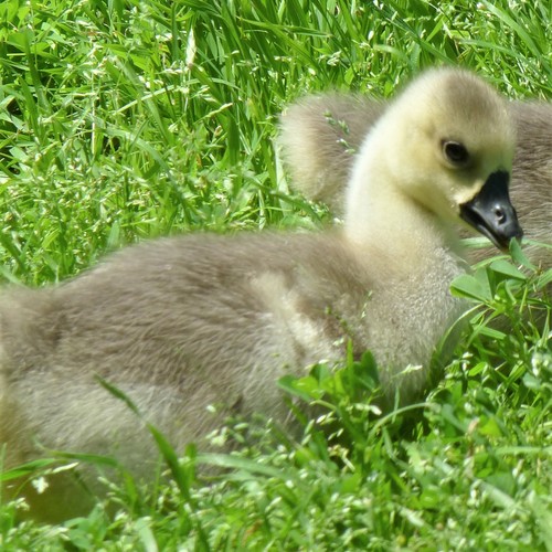 Swan Goose