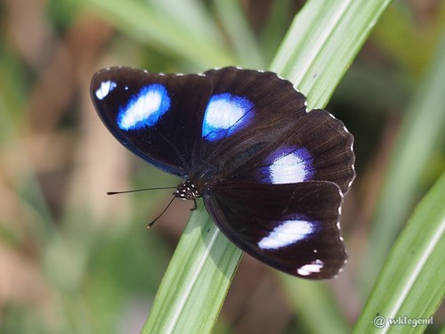 Great Eggfly