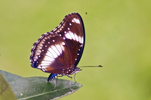 Great Eggfly