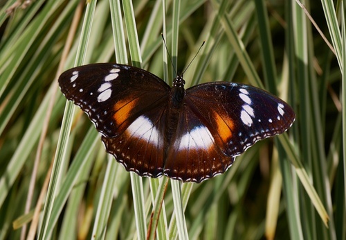 Great Eggfly