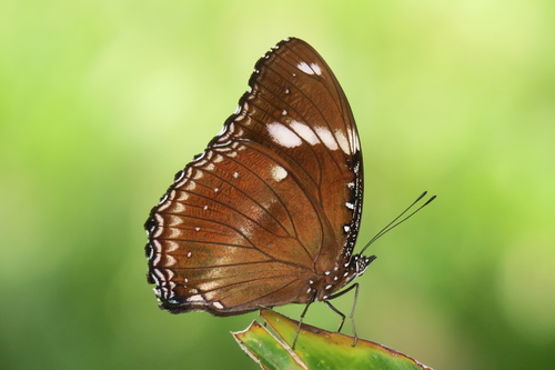 Great Eggfly