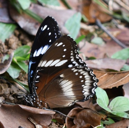 Great Eggfly