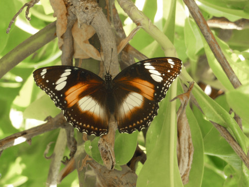 Great Eggfly