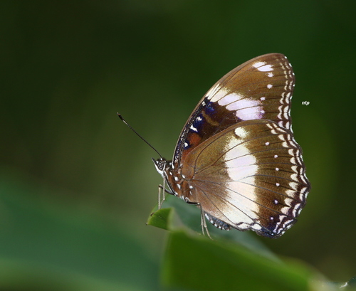 Great Eggfly